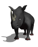 Gif animé rhinocéros noir